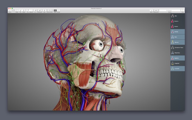 Essential Anatomy 5 For Mac v5.0.5 人体模型基本解剖