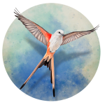 展翅翱翔 Wingspan For Mac v154 鸟类主题卡牌游戏中文版